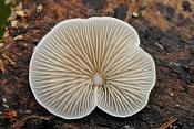 week oorzwammetje (crepidotes mollis) 3028